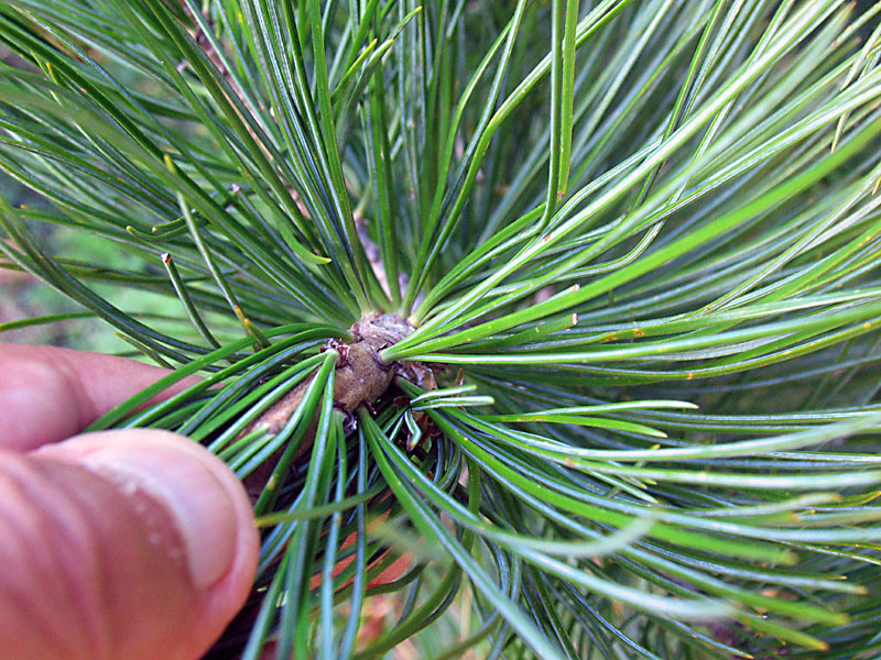 Pinus cembra / Pino cembro